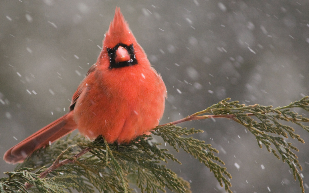 Cardinals Have No Teeth — and other things you learn birdwatching online
